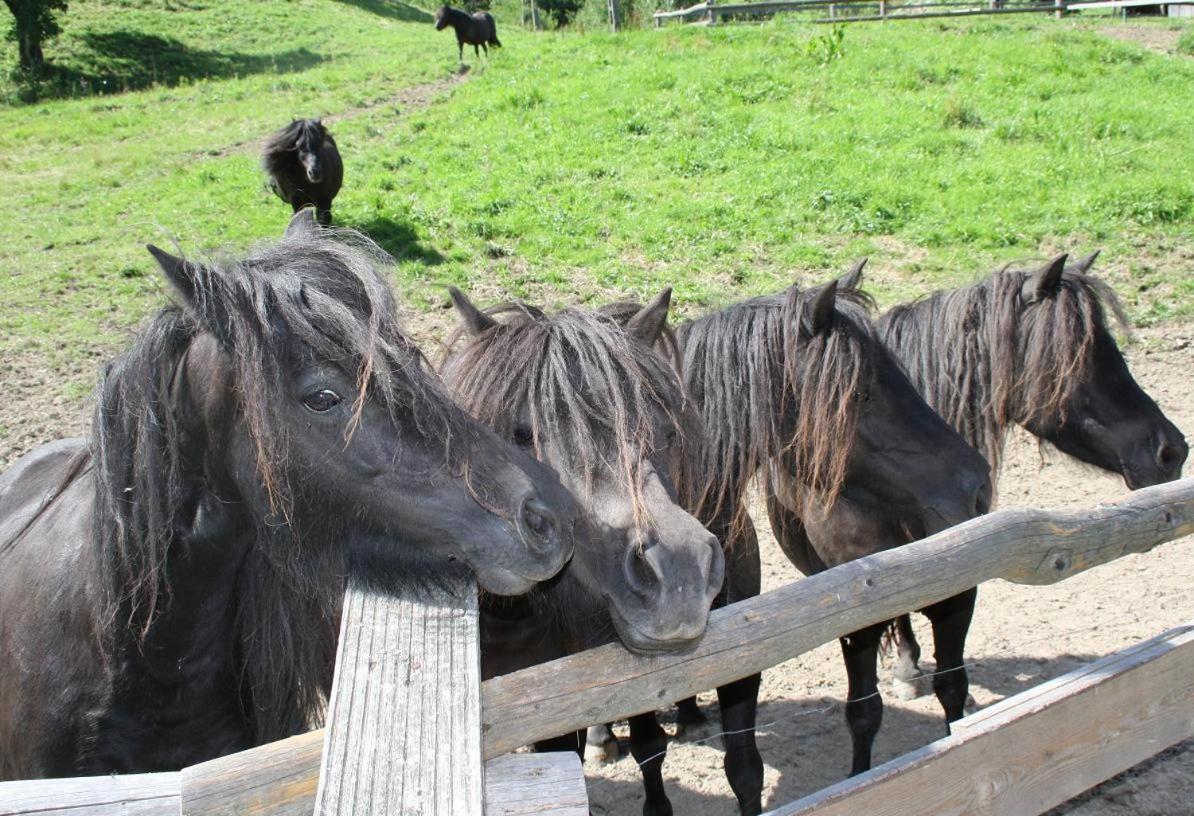 Bed & Breakfast Lesny Dwor Piwniczna-Zdroj